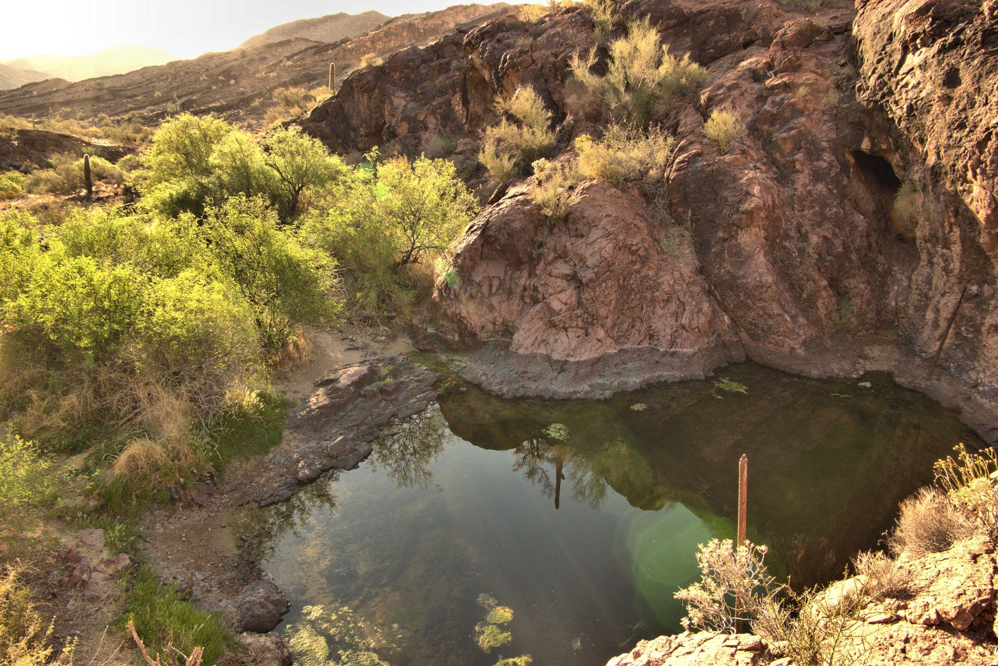 Breeding Site at Horse Tanks  Kofa NWR